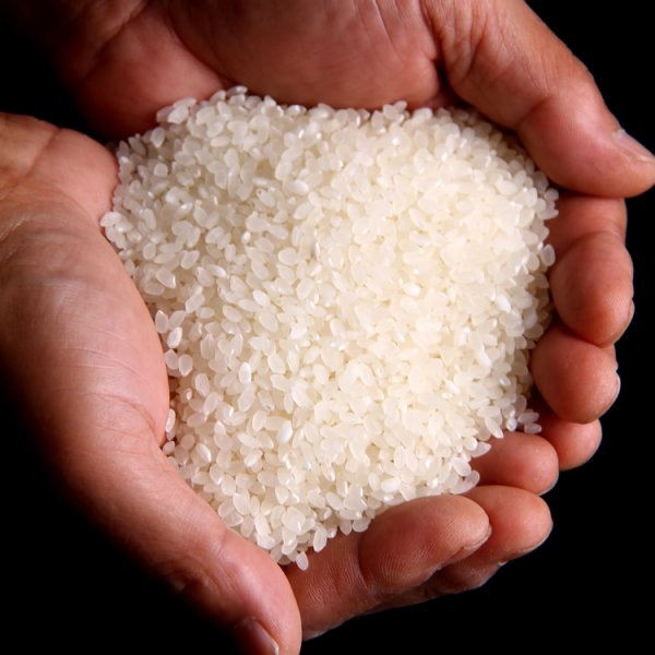 画像4: 京都丹後産コシヒカリ特別栽培米 いわきしろやま(5kg) (4)